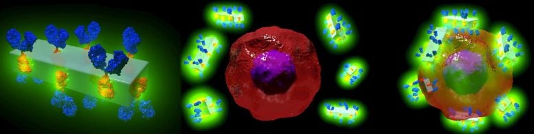 تبحث بلورات الأجسام المضادة لـ MOF عن الخلايا السرطانية
