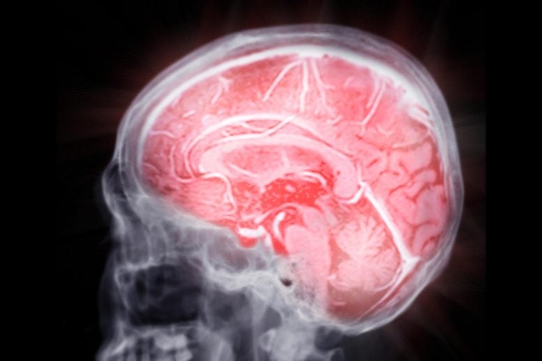 Scientists Discover Brain “Switches” That Help Clear Alzheimer’s Plaques