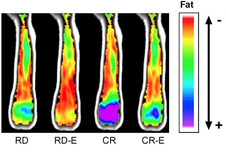 MRI Images of Mouse Femurs