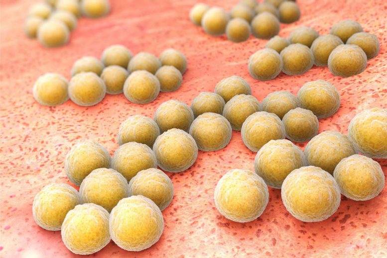 MRSA Infection Bacteria Concept