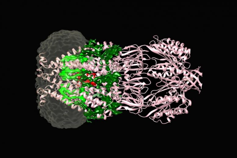 MSCS Channel Protein Embedded in Nanodisc