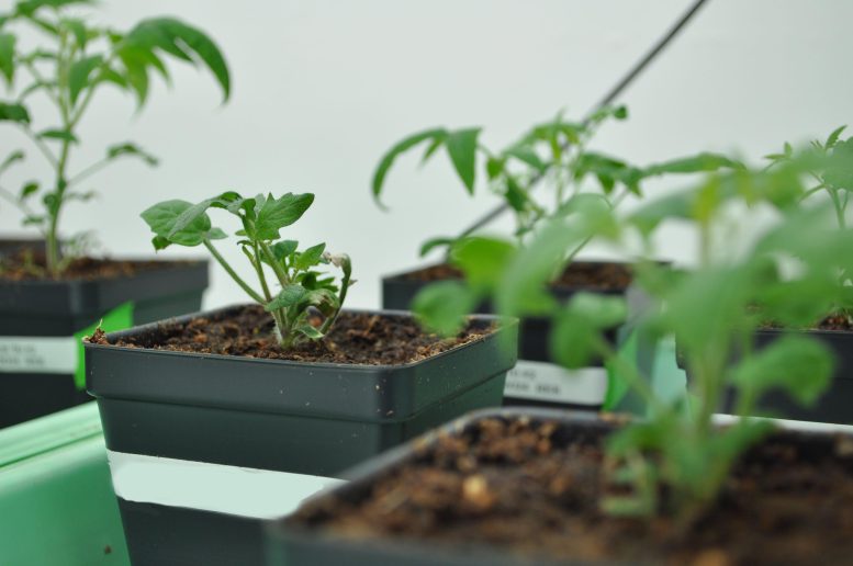 MSU Tomato Seedlings
