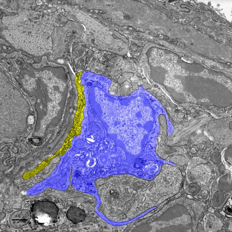 Macrophage Next to Nerve in Liver