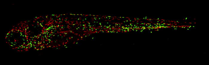 Macrophages and Neutrophils Zebrafish