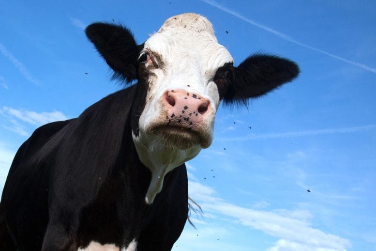 Mad Angry Black Cow