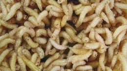 Maggots May Clean Wounds Faster Than Surgery