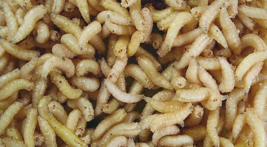 Maggots May Clean Wounds Faster Than Surgery