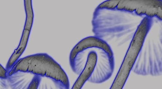 Magic mushrooms effect brain memories