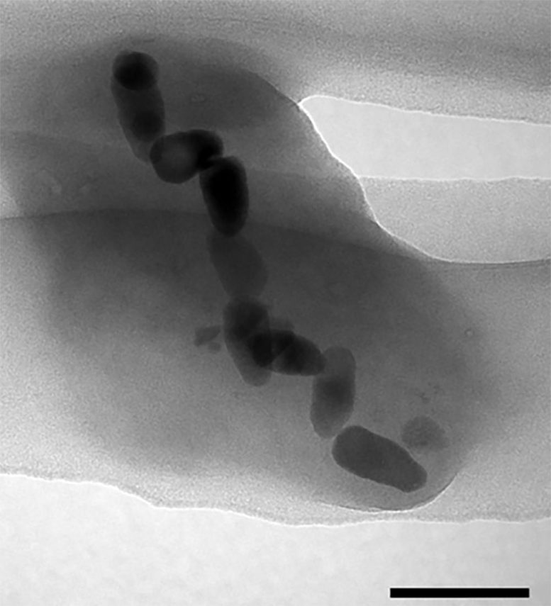 Magnetosomes in Magnetotactic Bacteria