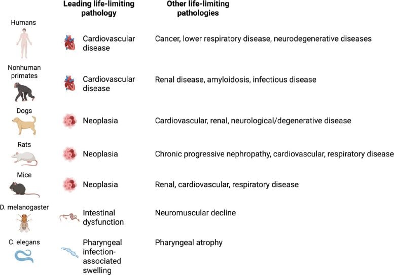 Main Causes of Death in Selected Animals