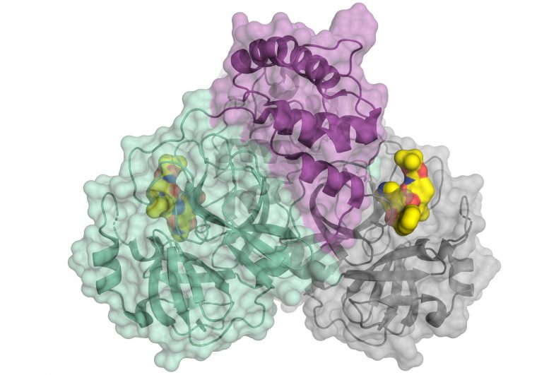 Main Protease of SARS CoV2