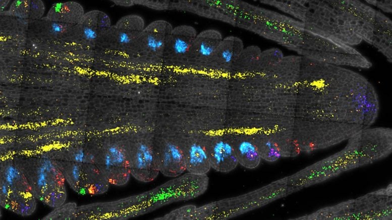 Maize Stem Cells