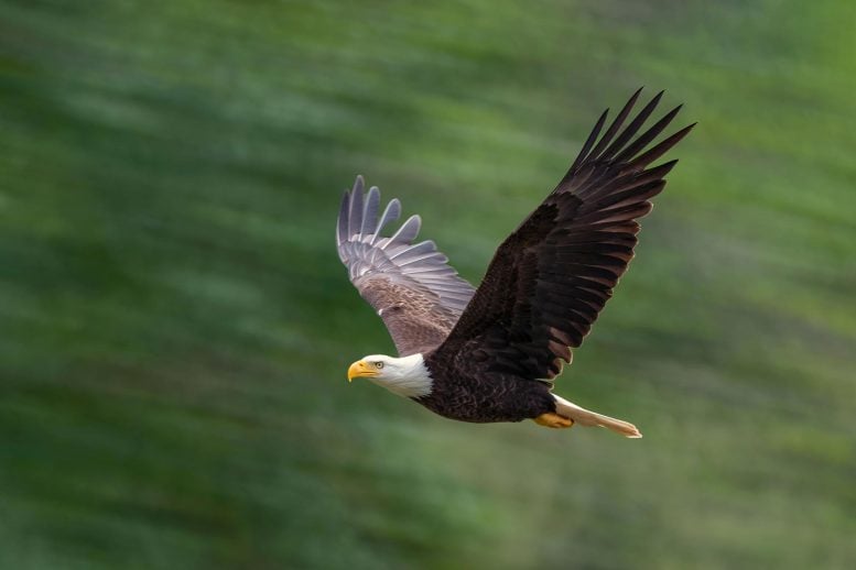 These Strange Bald Eagles Fly the “Wrong” Way Each Year