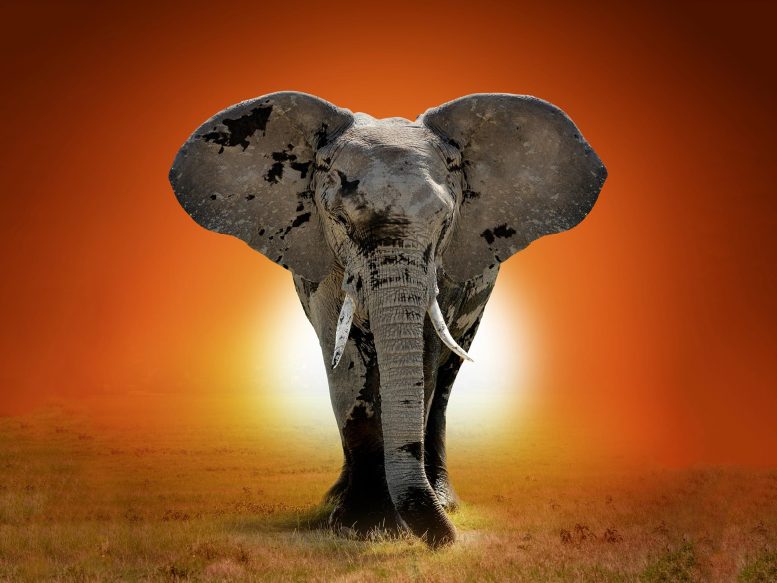 Majestic Elephant Sunset