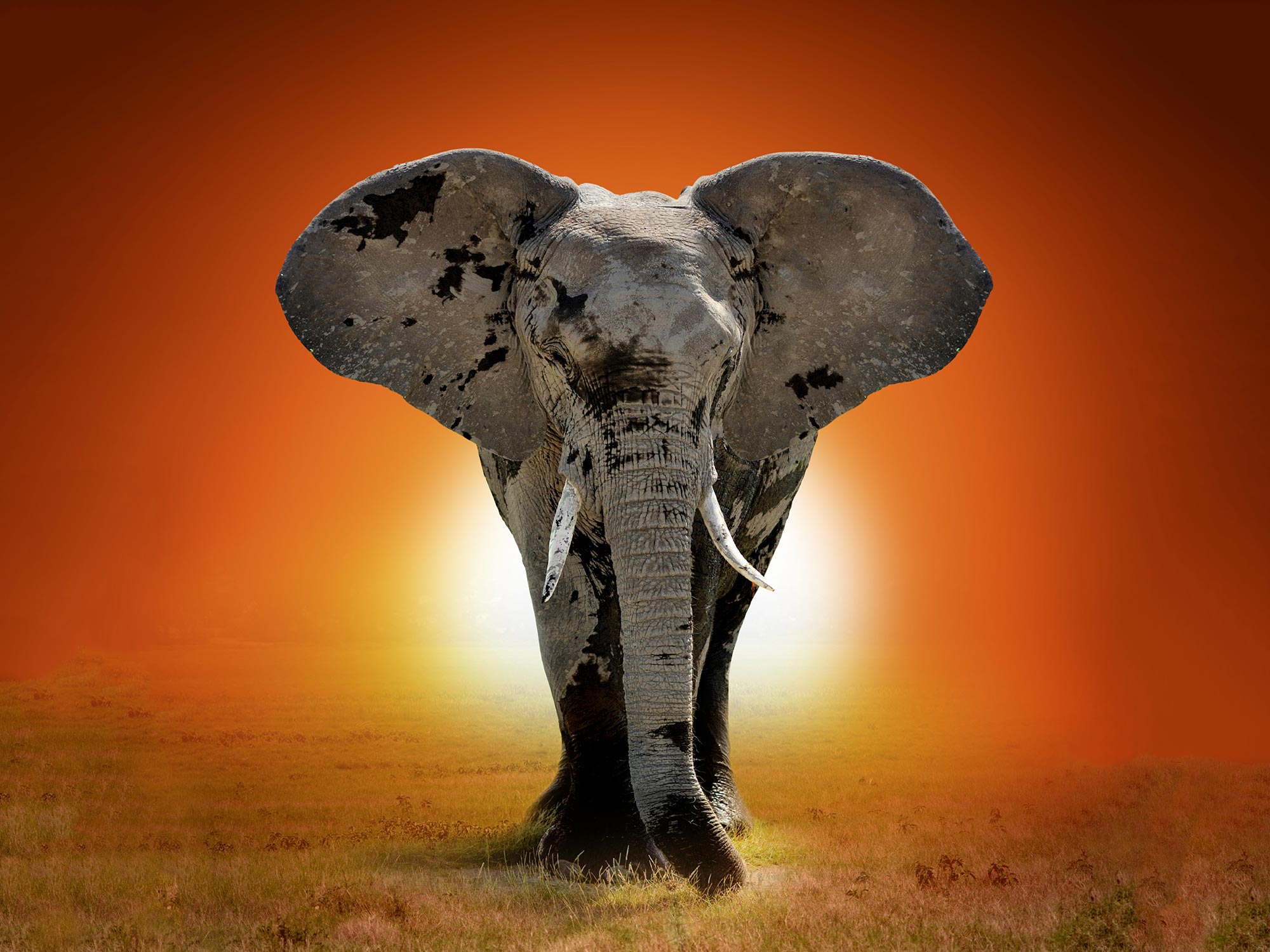 majestueux coucher de soleil d'éléphant