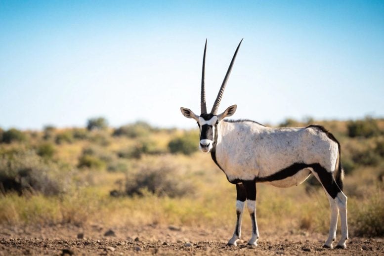 Majestic Gemsbok Antelope