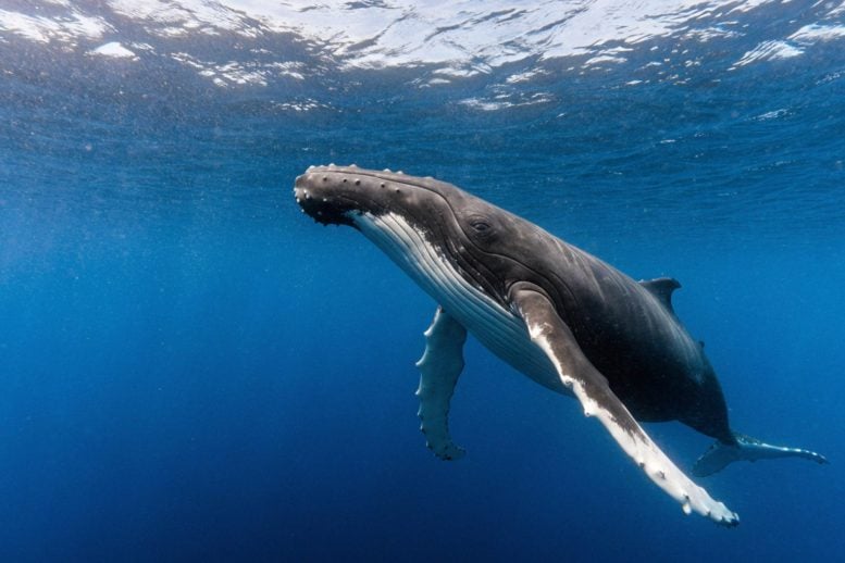 Thousands of Giant Whales Are Suddenly Flooding Into an Arctic “Feeding Frenzy”