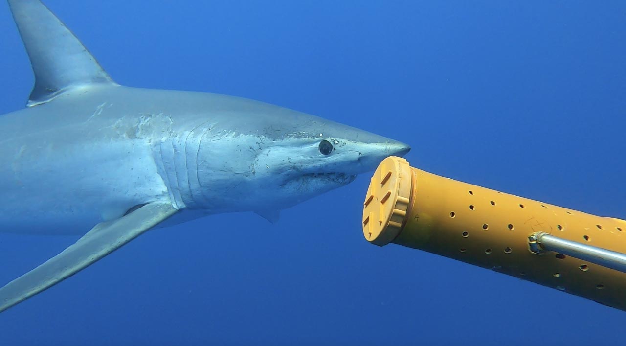 Critically Endangered Mako Shark Tagged for the First Time in the  Mediterranean, image size:1280x707