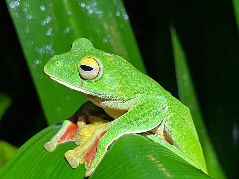 Malabar Gliding Frog