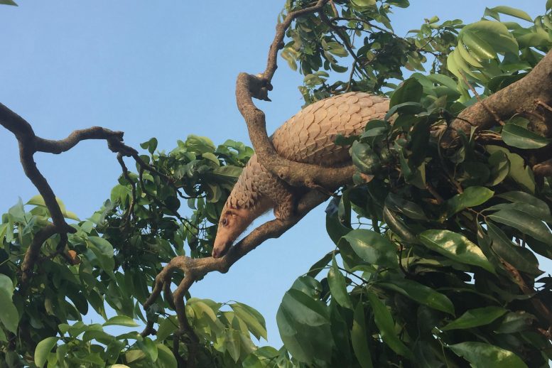 Malay Pangolin Climbing Tree
