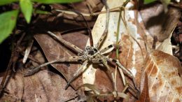 Malaysian Spider