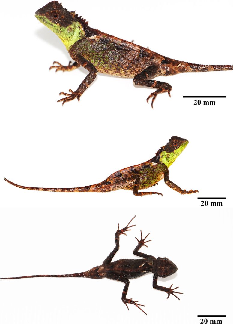 Male Acanthosaura Syrax