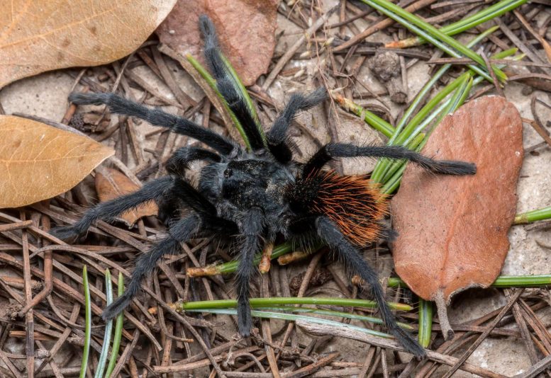 Samiec Aponopelma jacobii