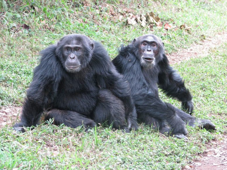 Male Central and Western Chimpanzees Sitting Together