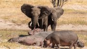 Male Elephants and Hippos