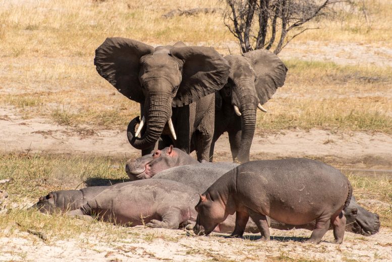 Male Elephants and Hippos