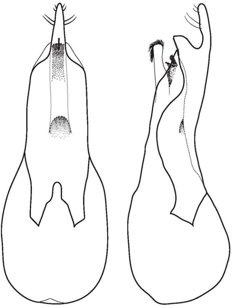 Organes génitaux masculins de Loncovilius carlsbergi