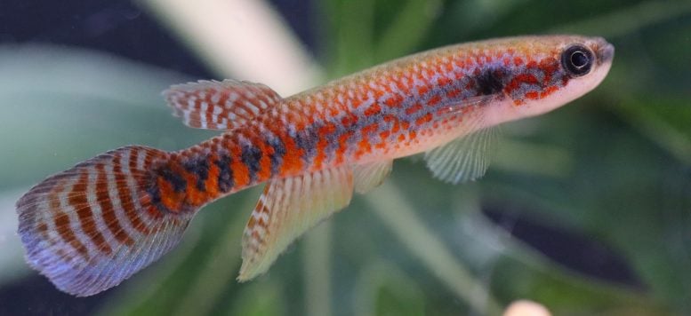 Male Laimosemion Laranja