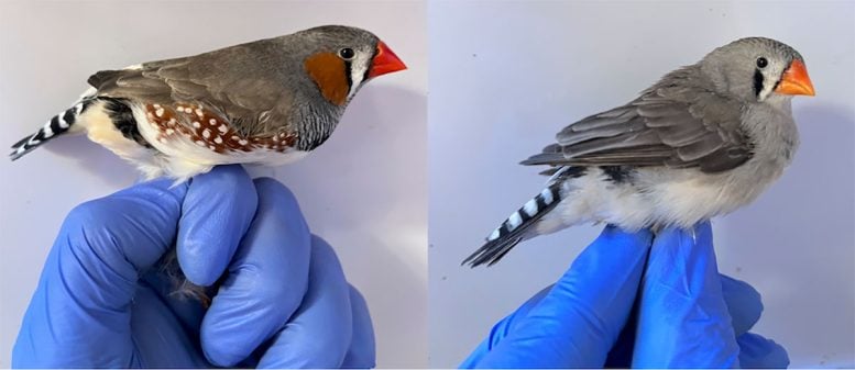 Male (Left) and Female (Right) Zebra Finches