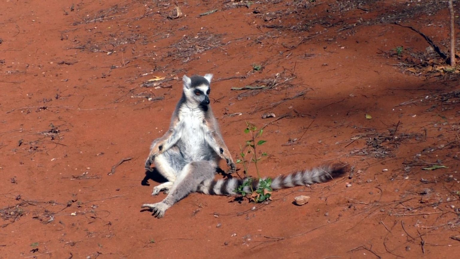 “stink Flirting” Male Ring Tail Lemurs Exude Fruity Smelling Perfume To Attract Mates