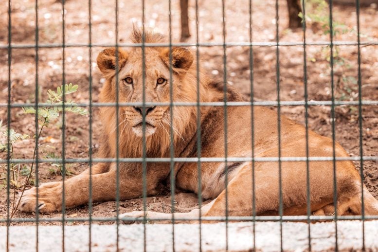 Male Lion Zoo Cage