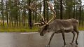 Male Reindeer National Road in Jämtland, Sweden