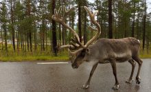 Male Reindeer National Road in Jämtland, Sweden