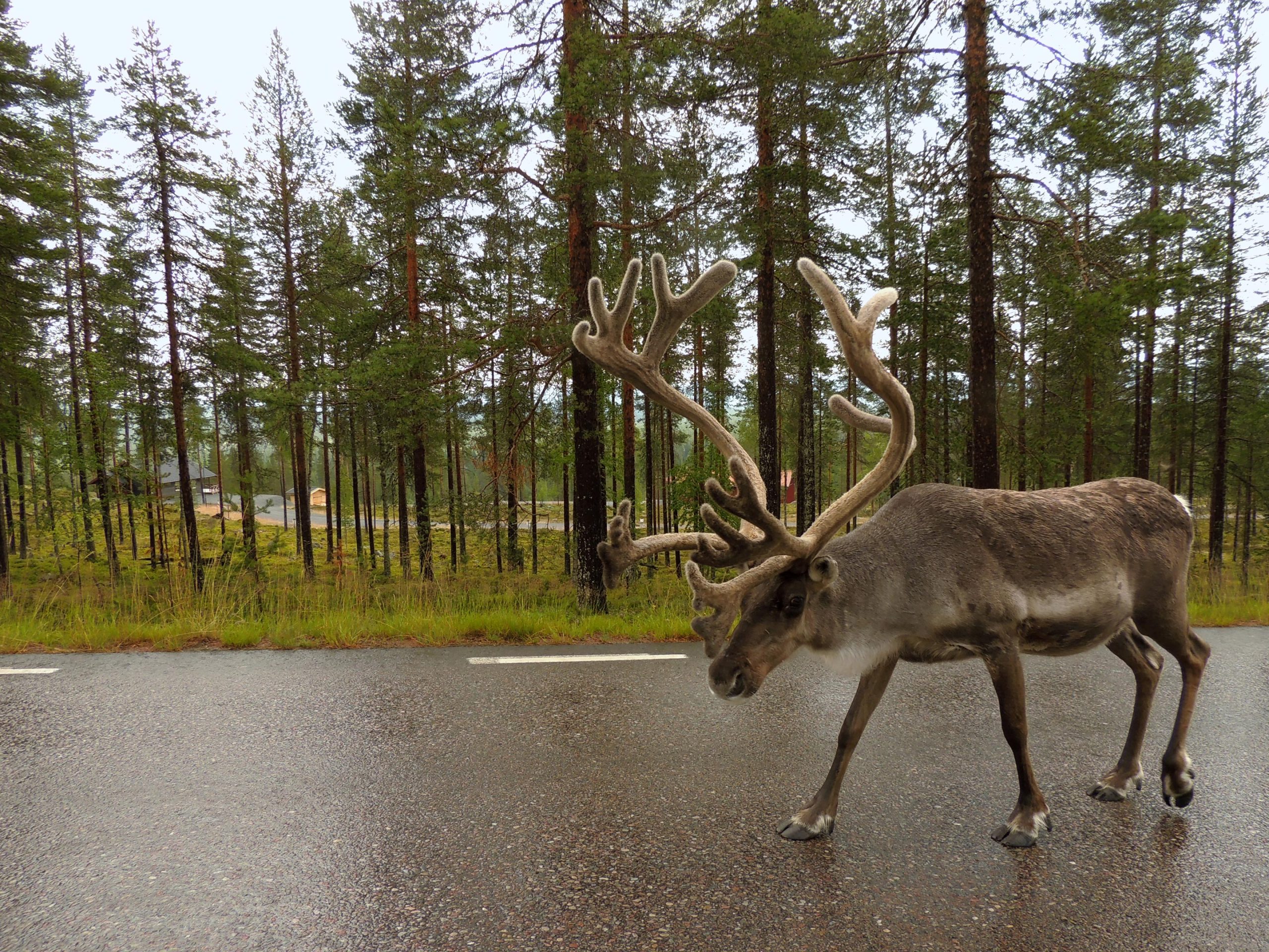 Majority of Reindeer Grazing Land Is Threatened by Expansion of Human  Activities