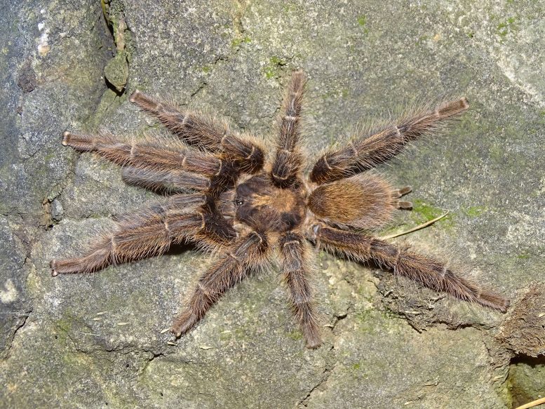 Male Satyrex Speciosus