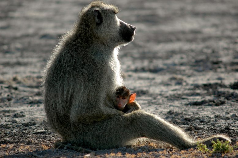 Male Savannah Baboon
