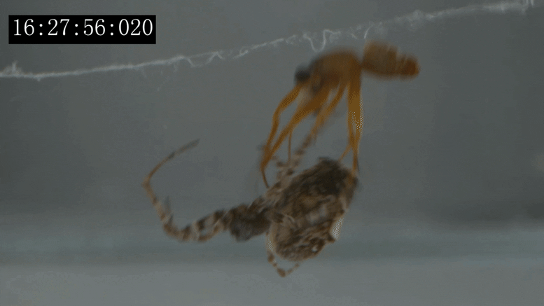 Male Spider Catapulting off Female