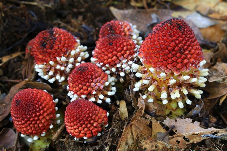 Bizarre Plants That Quit Photosynthesis Still Find a Way to Thrive