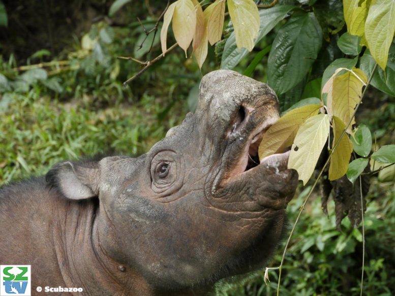Male Sumatran Rhinoceros