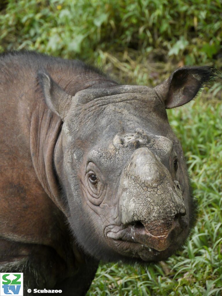 Male Sumatran Rhinoceros From Borneo