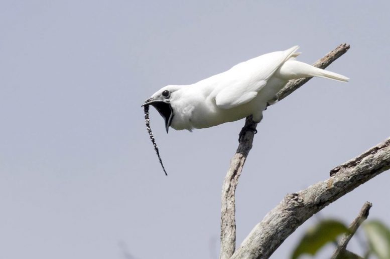 Male White Bellbird