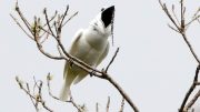 Male White Bellbird Screaming Mating Call