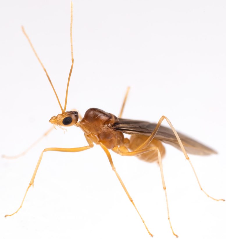 Male Yellow Crazy Ant