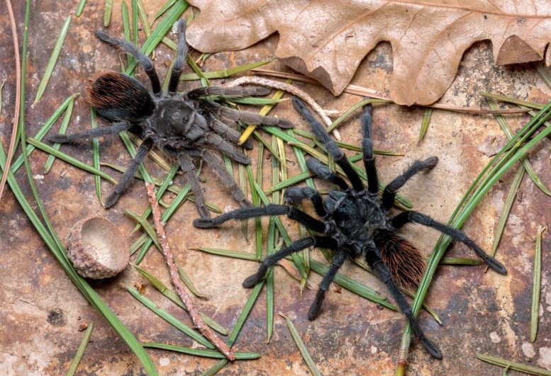 Samiec i samica Aponopelma jacobii