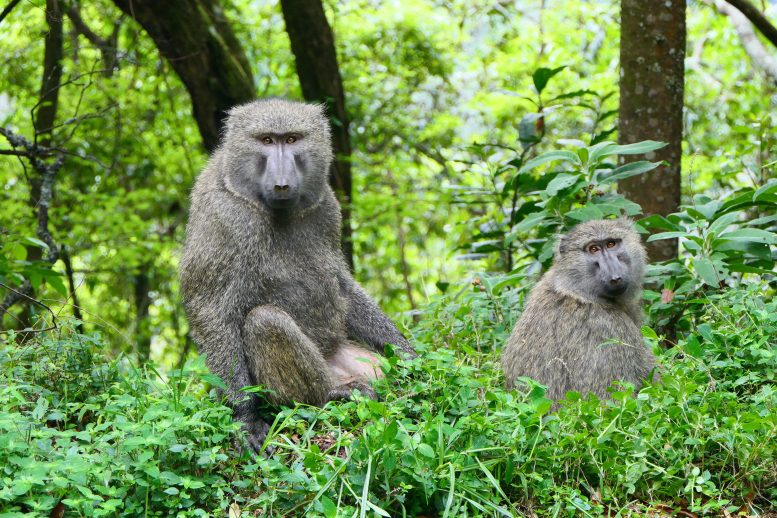 Male and Female Olive Baboon