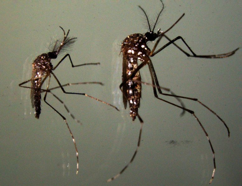 Male and a Female Aedes Mosquito